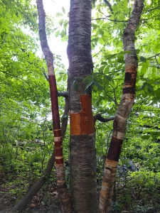Tree trunks surrounded by green woodland leaves