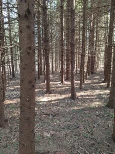 Sunlight filtering between tall trees in a woodland