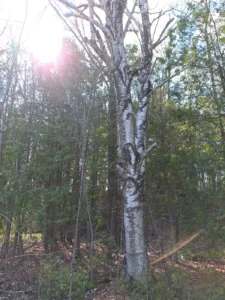Sunlight beside a mature birch tree in a woodland
