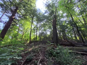 Tall trees in a sunlit woodland clearing