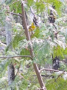 Evergreen branches and trees in a quiet woodland