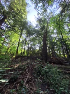 Looking upward through tall woodland trees