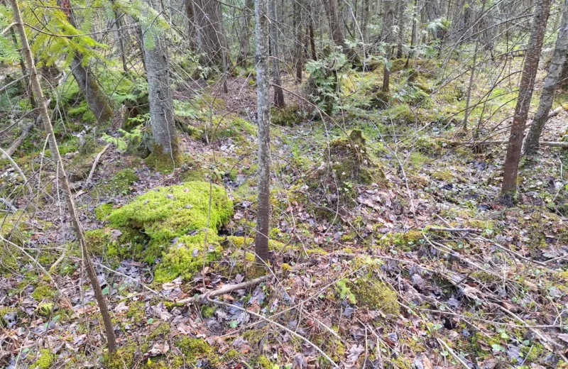 Moss and ferns across a forest floor