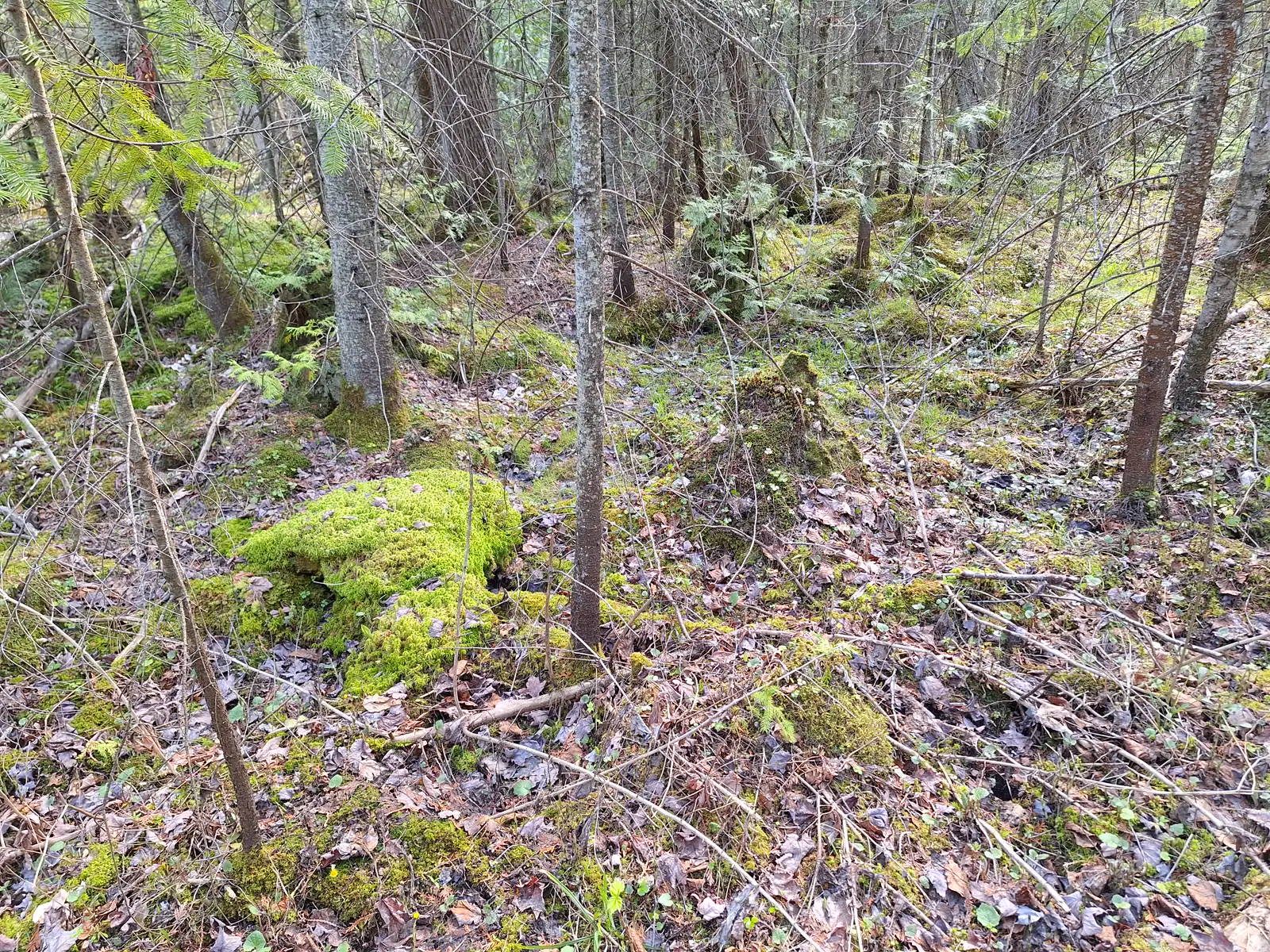 Moss and ferns across a forest floor