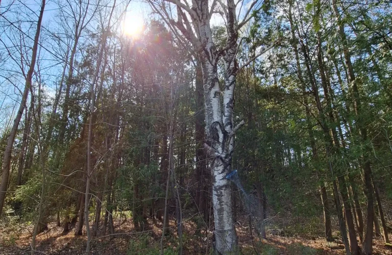 Sunlight shining through trees in a woodland