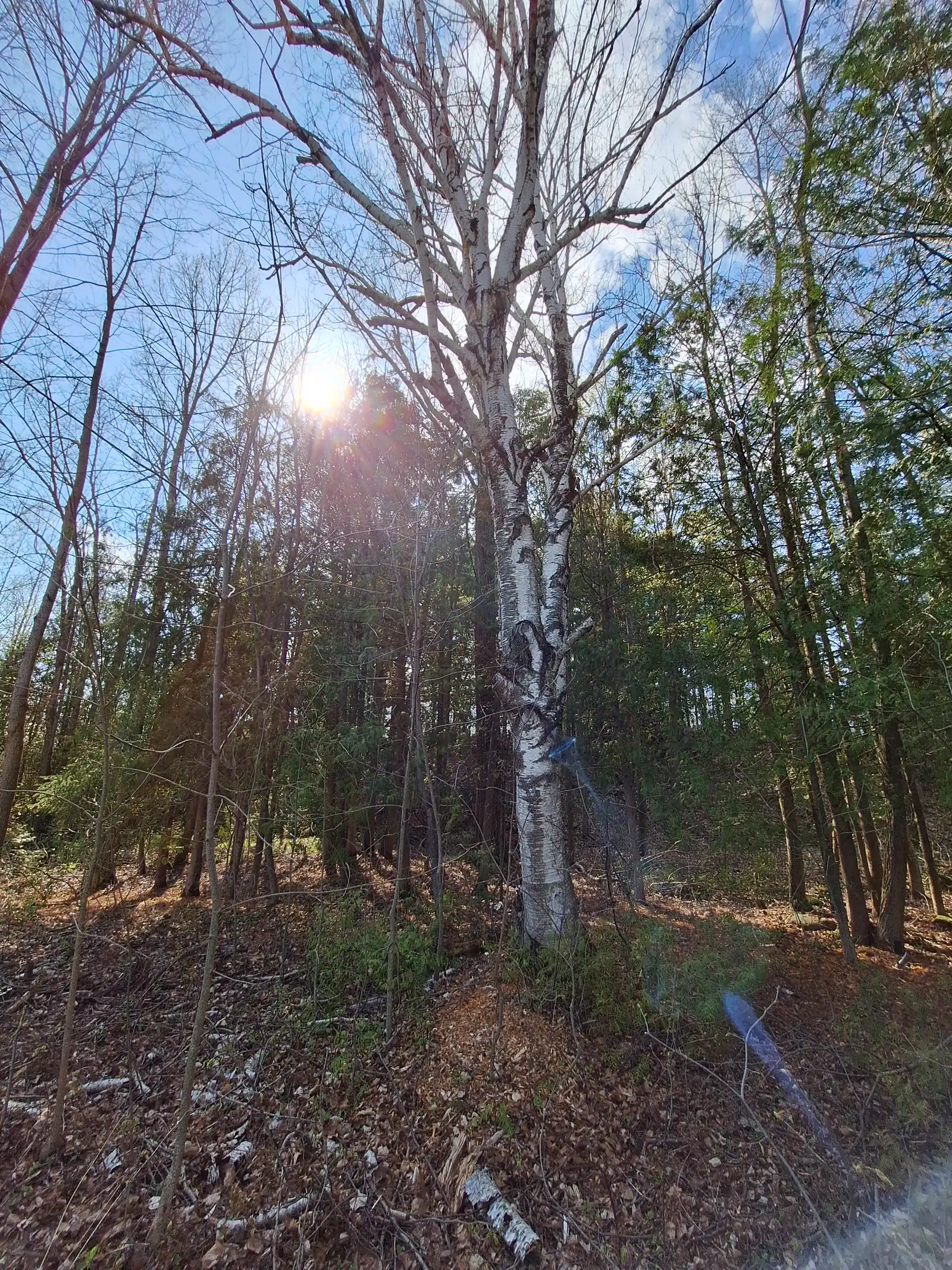 Sunlight shining through trees in a woodland