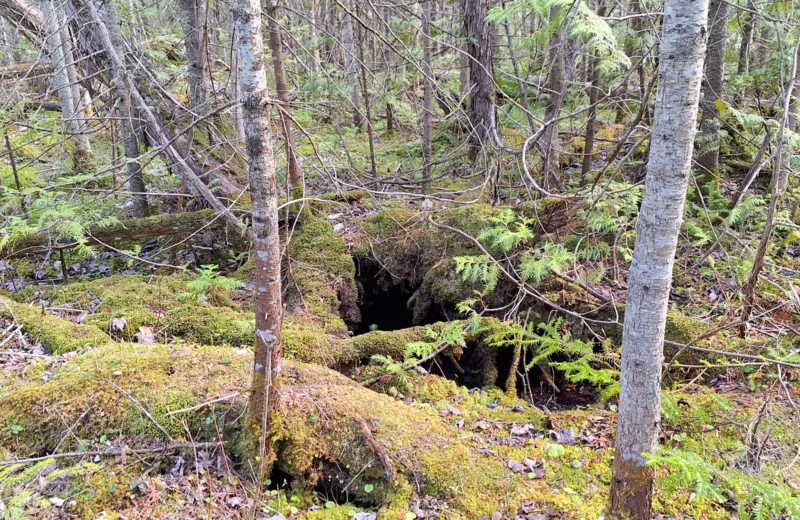 Moss-covered woodland in spring
