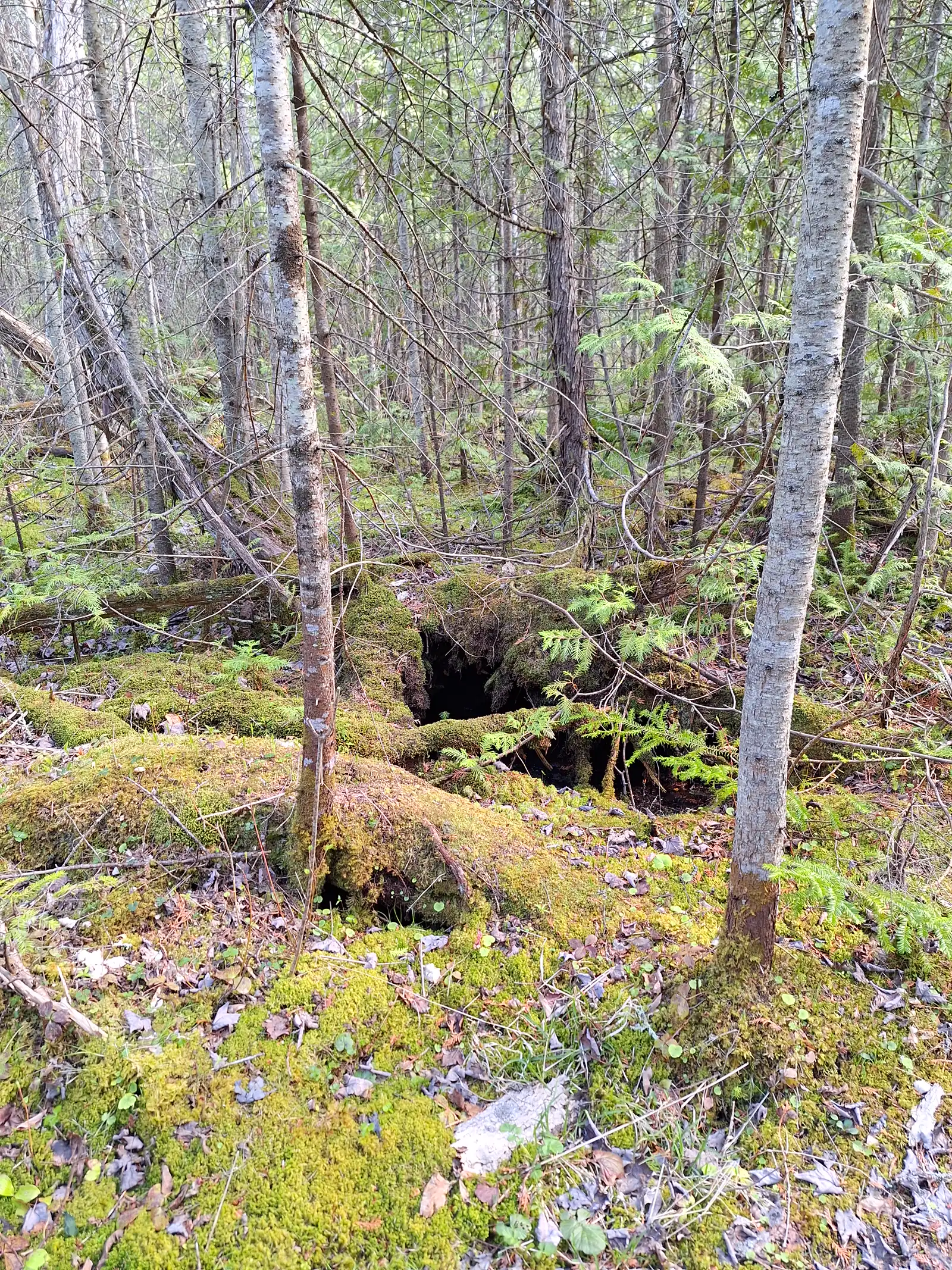Moss-covered woodland in spring