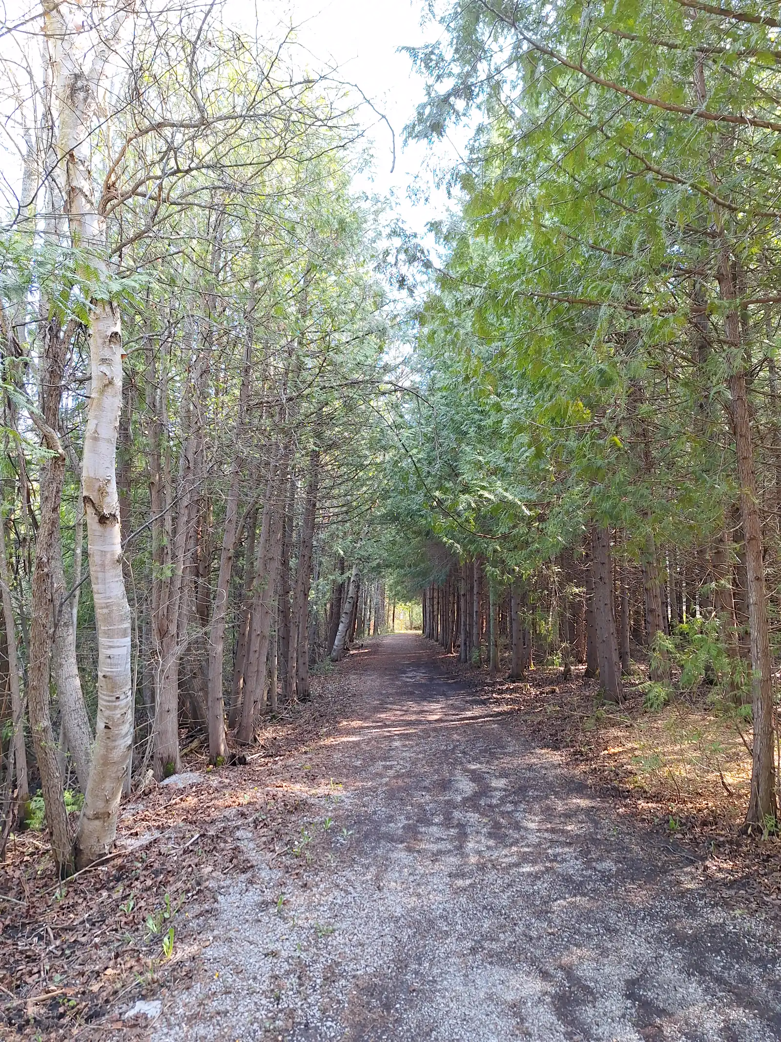 Path between birch and evergreen trees
