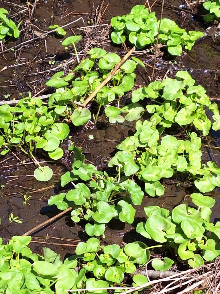 new growth