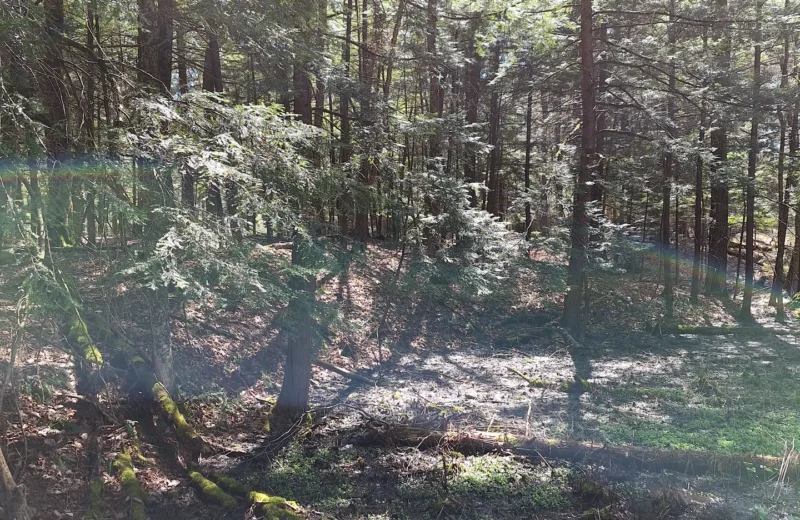 shadowed woodland