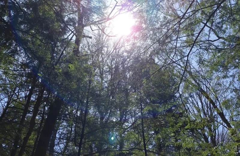 sunlit canopy