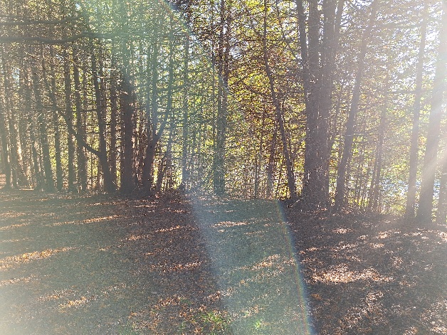 Sunlight falling through trees onto a quiet woodland floor