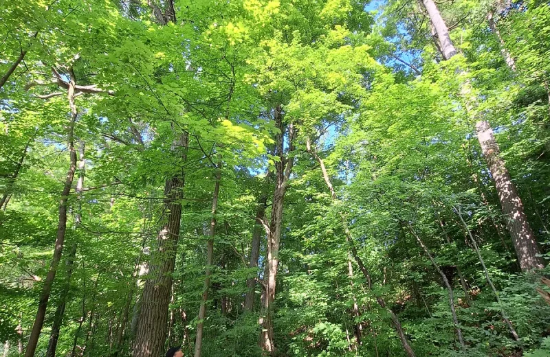 A wooded path beneath a green canopy