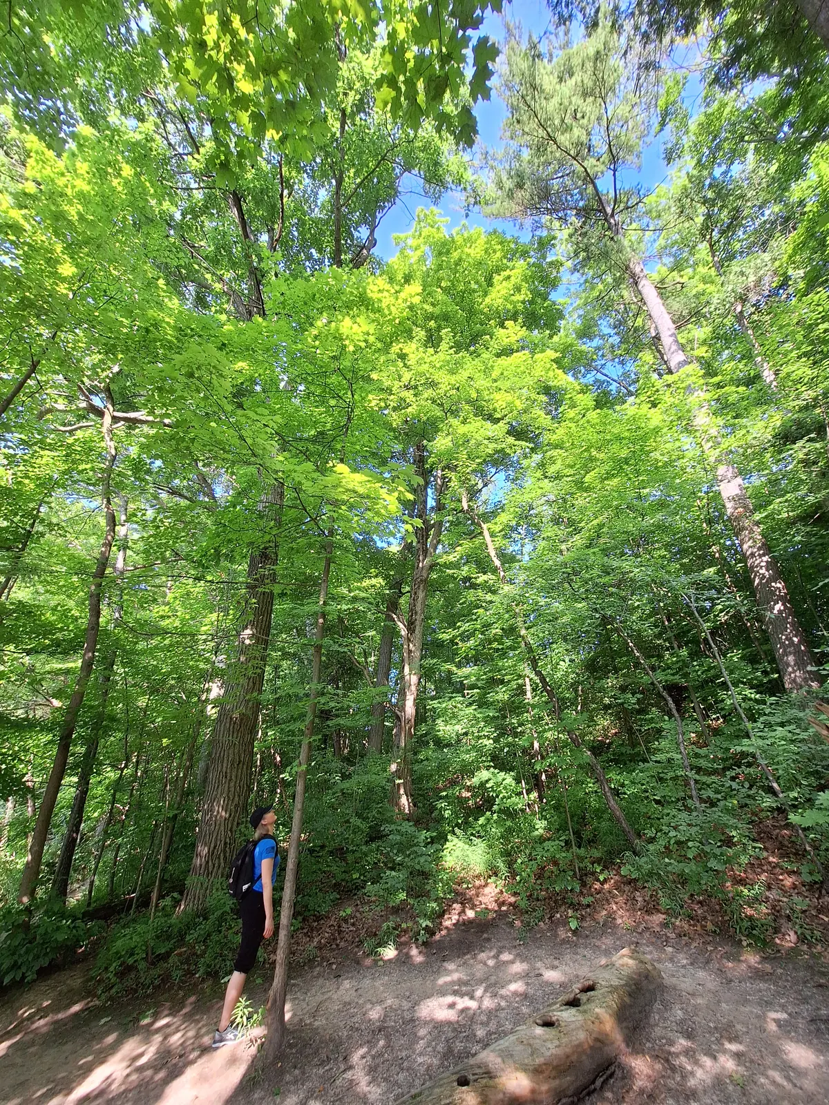 A wooded path beneath a green canopy